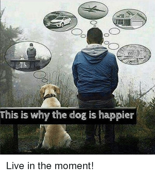 Live in the moment - Dog. Worrying - Man. Dog is happier.