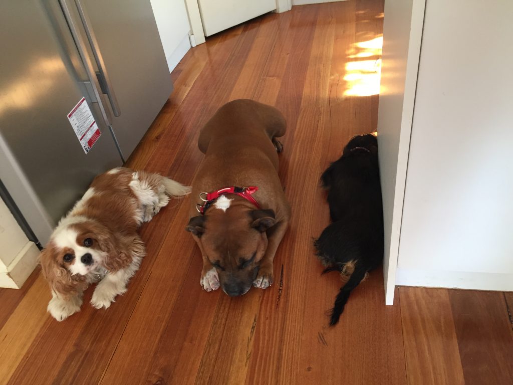 3 dogs lying down - Poppy and Scout on the ends, Buddy in the middle.