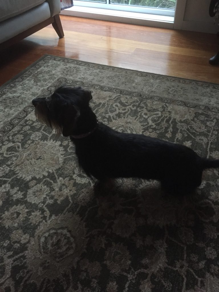 Silhouette of Scout - a true sausage dog!