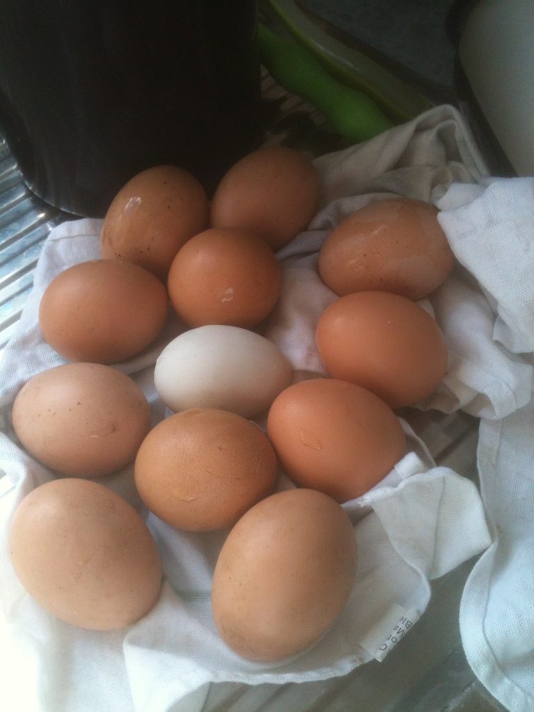 The day's egg collection.