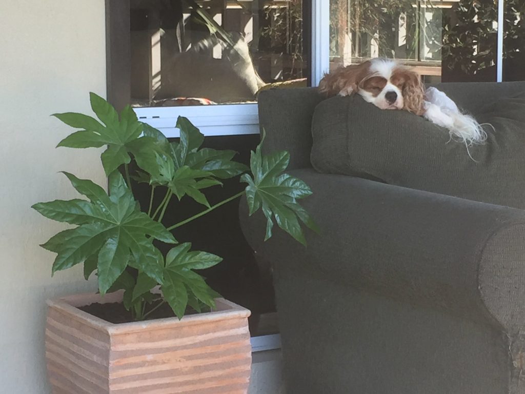 Jeff sleeping on the couch on the verandah.