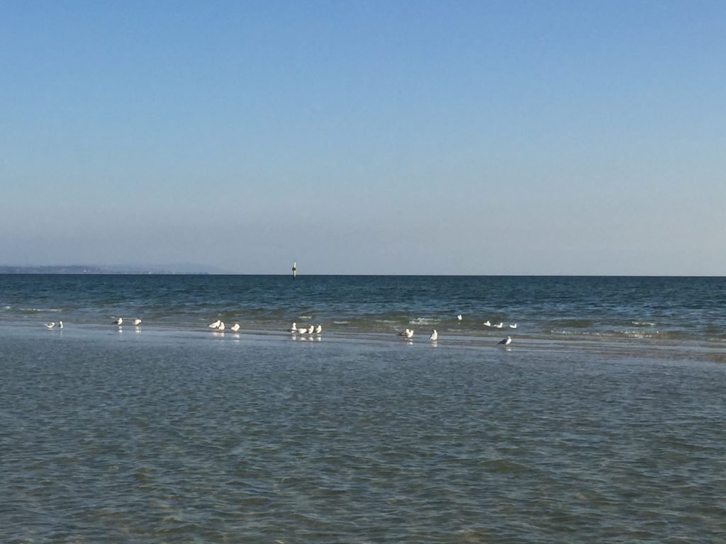 Seagulls on a sandbar hidden under the water