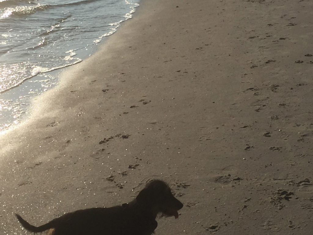 Scout on the sand.