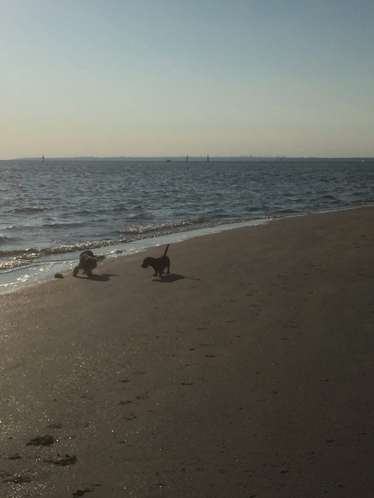 Poppy and Scout chasing each other on the sand.