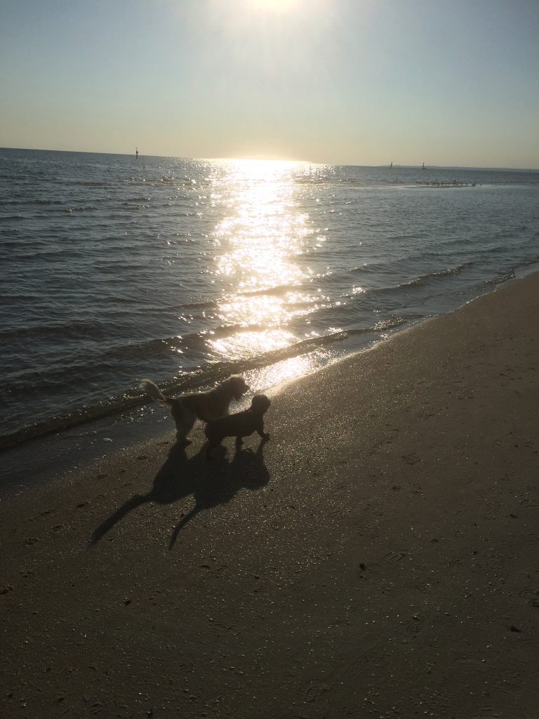 Poppy and Scout on the beach