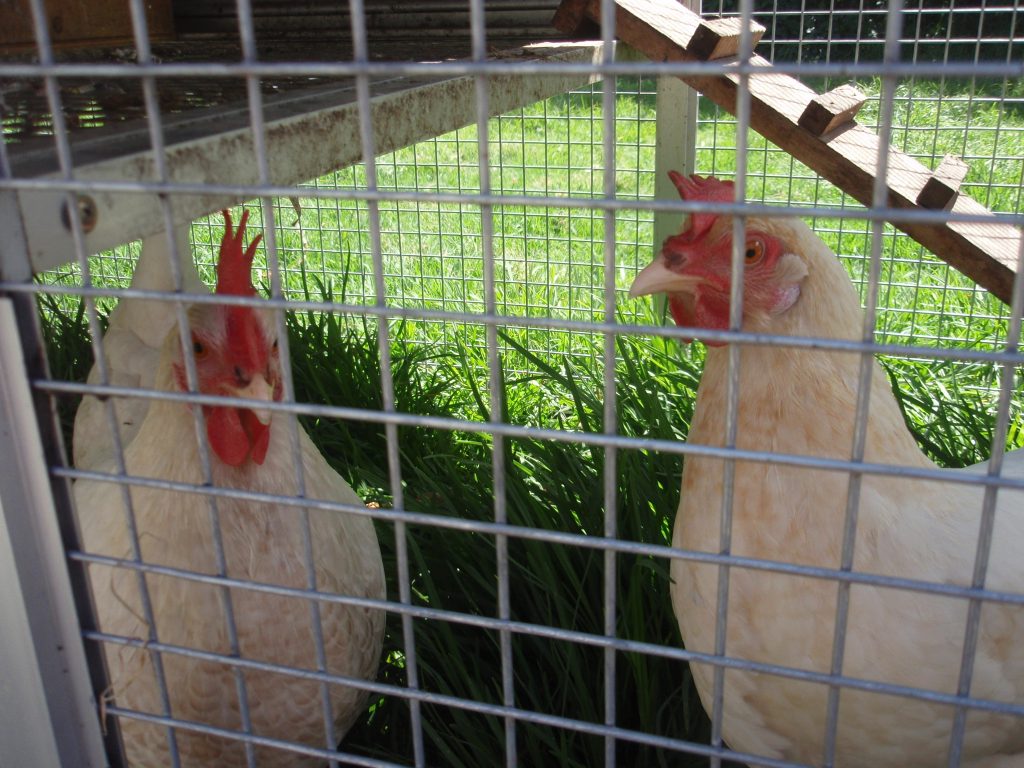 2 white chickens