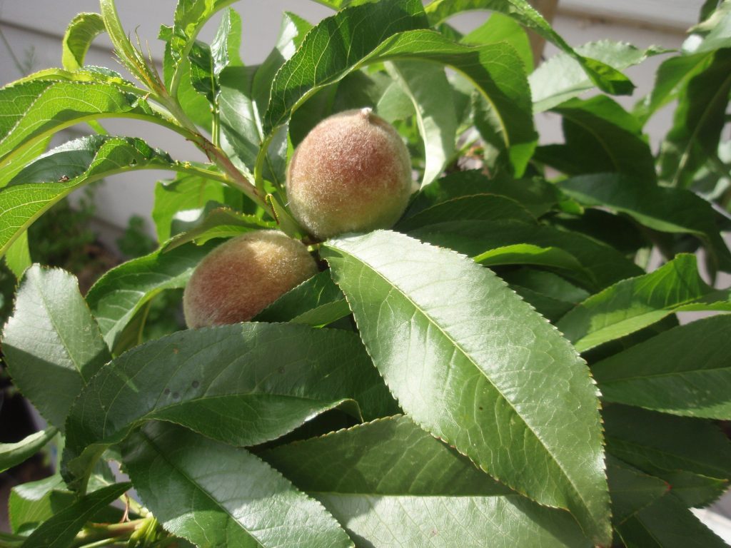 Baby peaches growing.