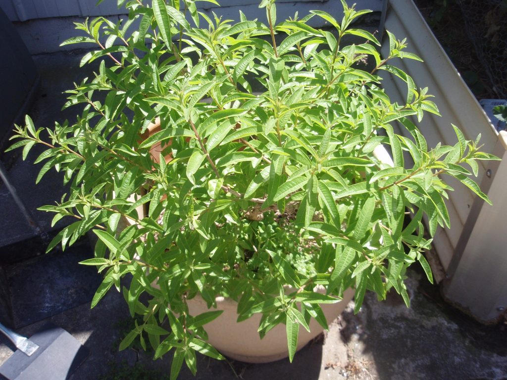 Lime verbena plant.