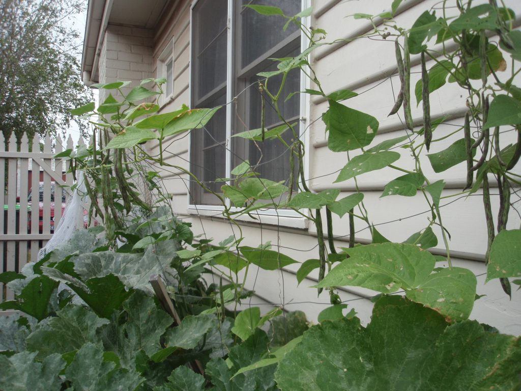 Beans growing.