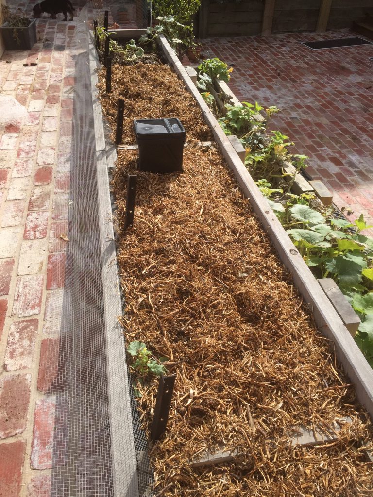 Un-netted veggie garden bed.