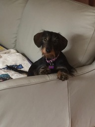 Photo of my mini wire-haired dachshund, Scout.