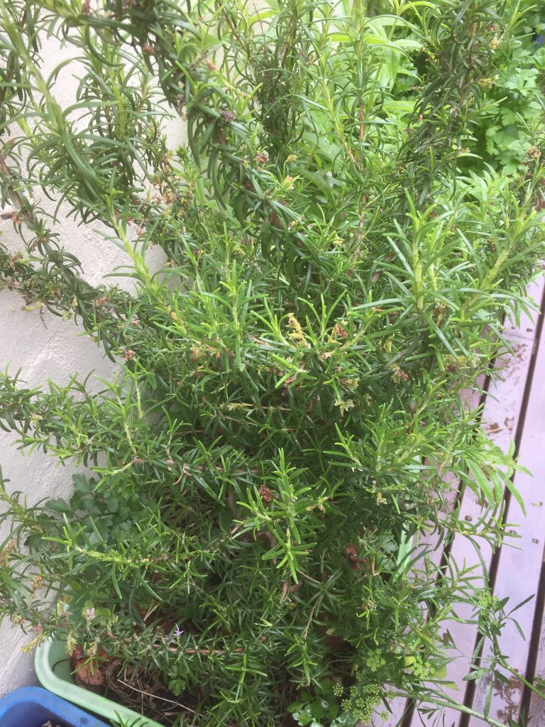 Rosemary in a pot.