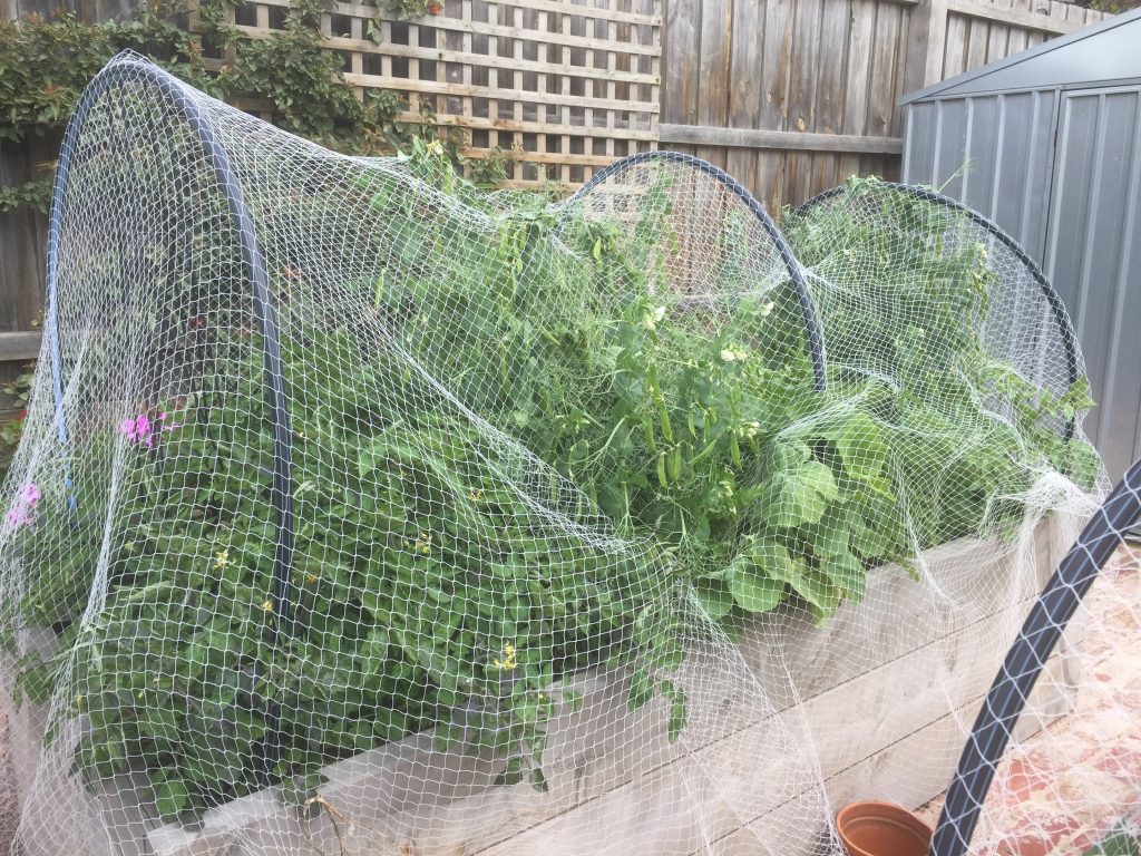 Wicking beds overflowing with plants.