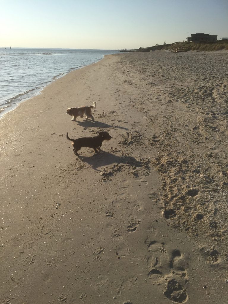 Poppy and Scout at the dog beach.