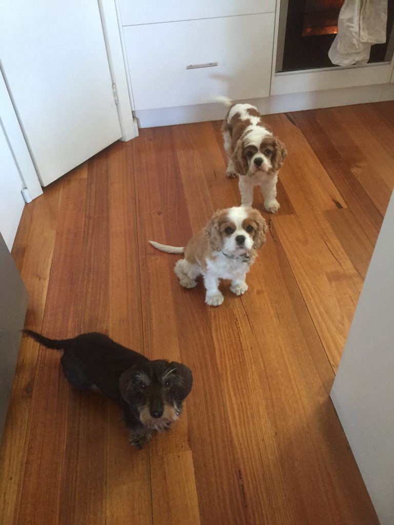 Poppy, Jeff and Scout.