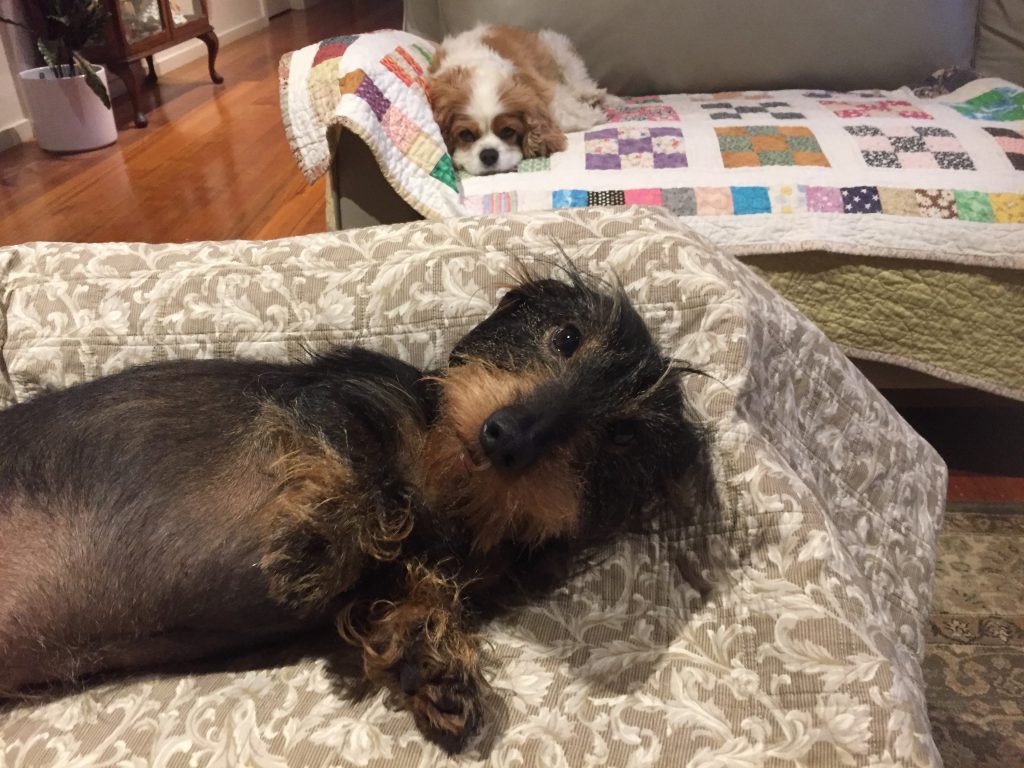 Cavalier and Dachshund on the couch.