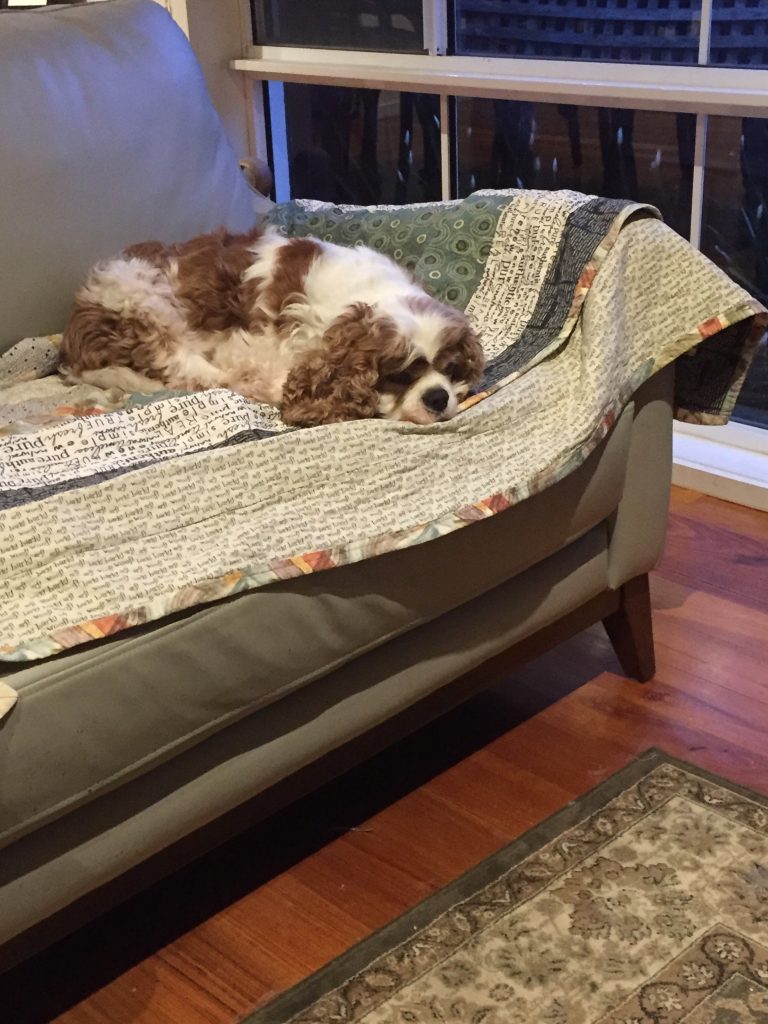 Cavalier on the couch.