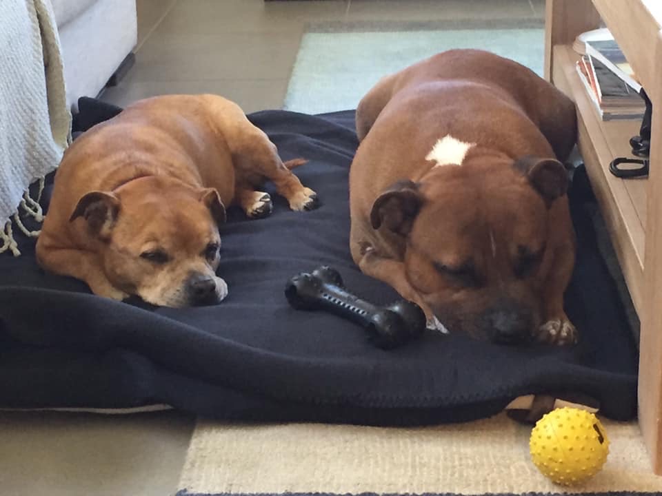 Blogless Sandy's dogs snoozing together.