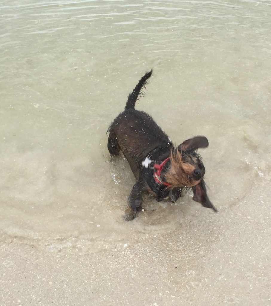 Scout shaking herself dry - while still standing in the water.