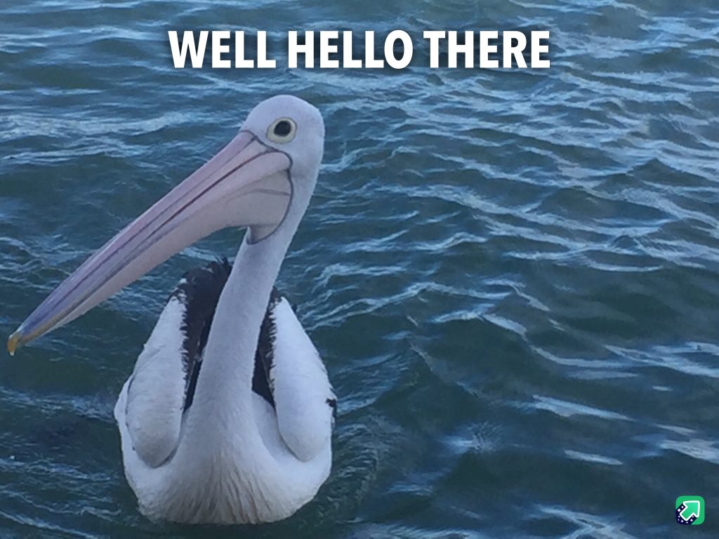 A random pelican on the water.