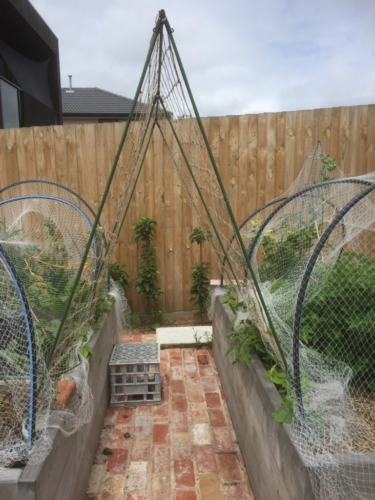 Apple trees growing in the veggie garden.