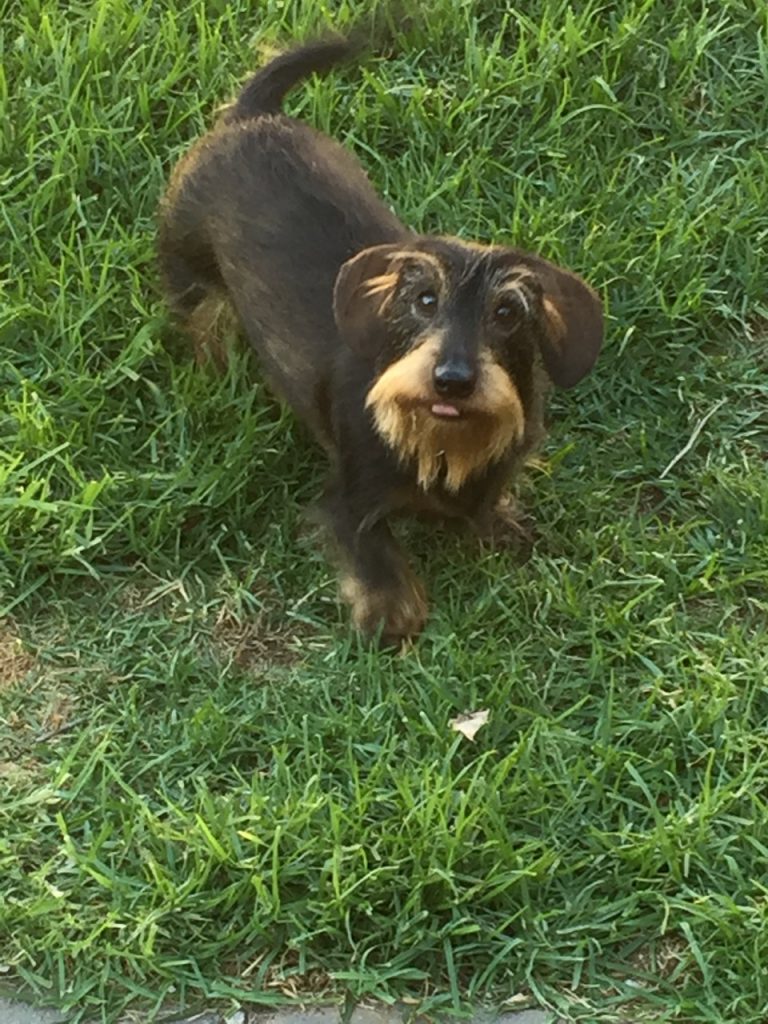 Scout, my miniature wire-haired dachshund.