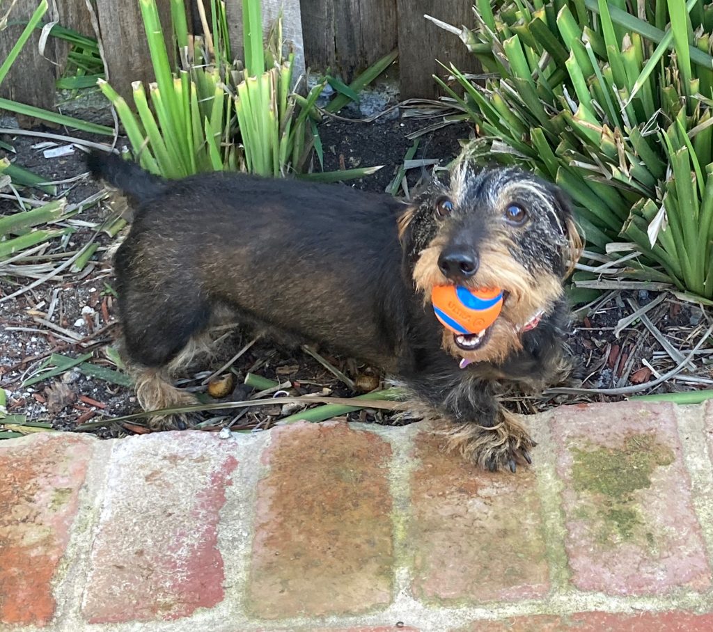 Scout with a ball in her mouth.