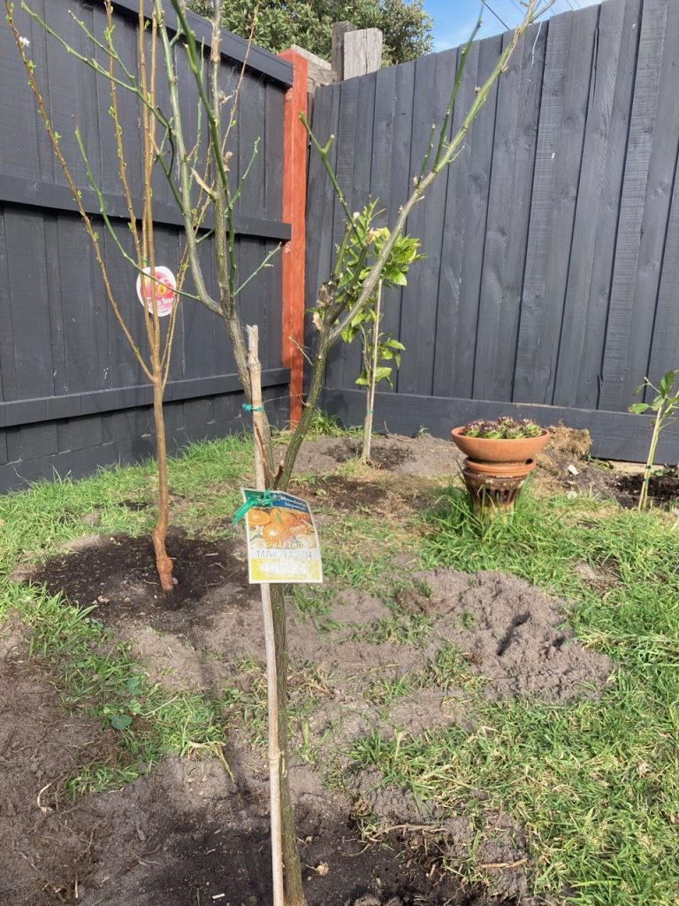 Naked mandarin tree.