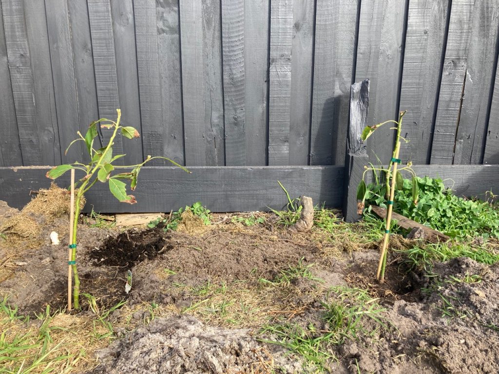 Two sickly looking avocado trees.