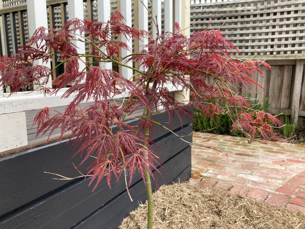 Bright red maple tree.