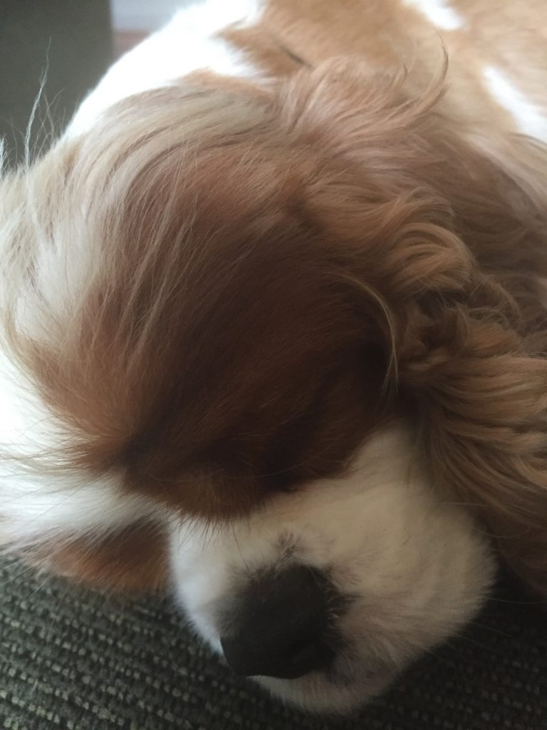 Sleeping Cavalier King Charles Spaniel.