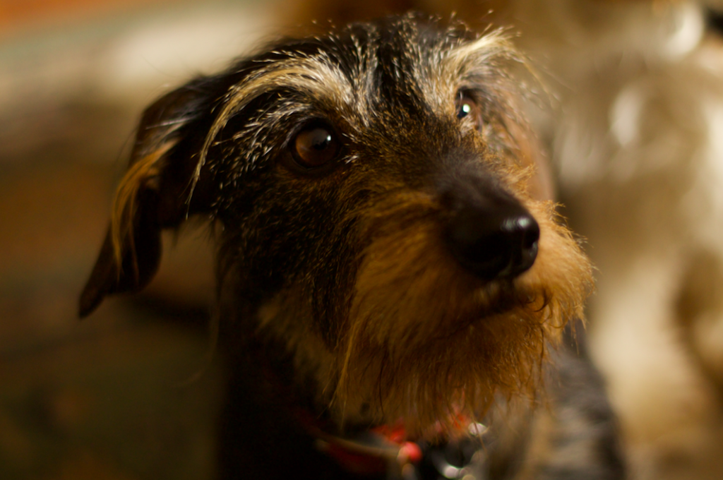 Scout, our mini wire-haired dachshund.