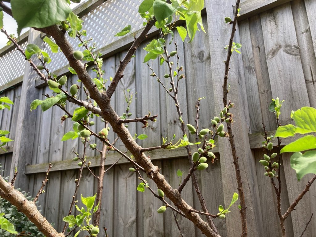 Little apricots appearing on my tree.