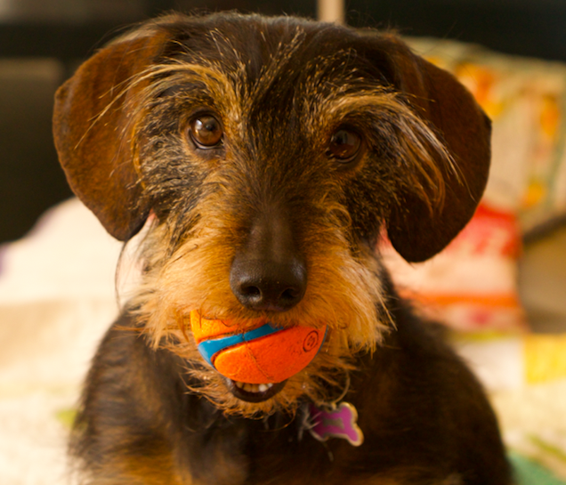 Scout with her ball in her mouth.