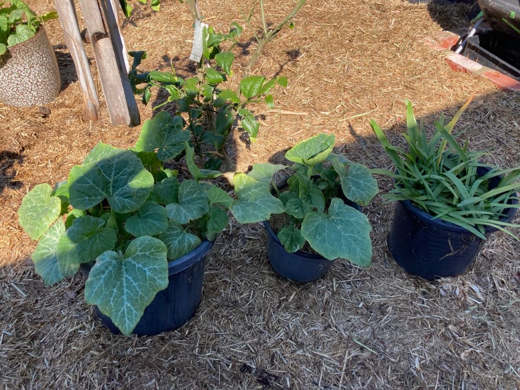 Black plastic pots - big ones - with pumpkin plants.