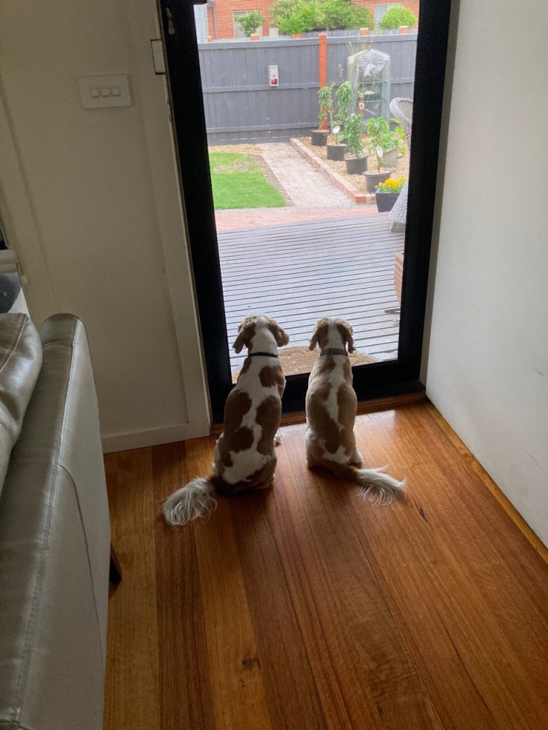 Cavaliers sitting at the front door.