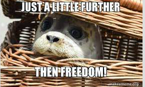 Otter in a basket: Just a little further then freedom."