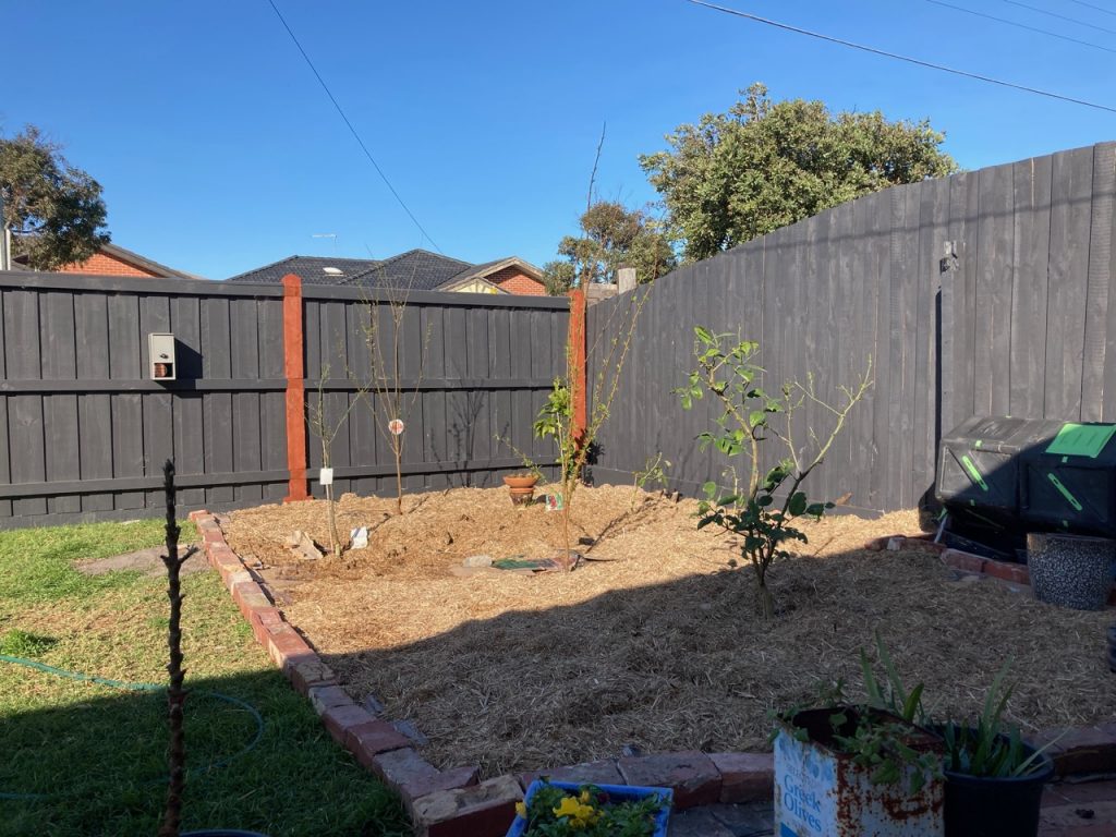 Baby fruit trees.