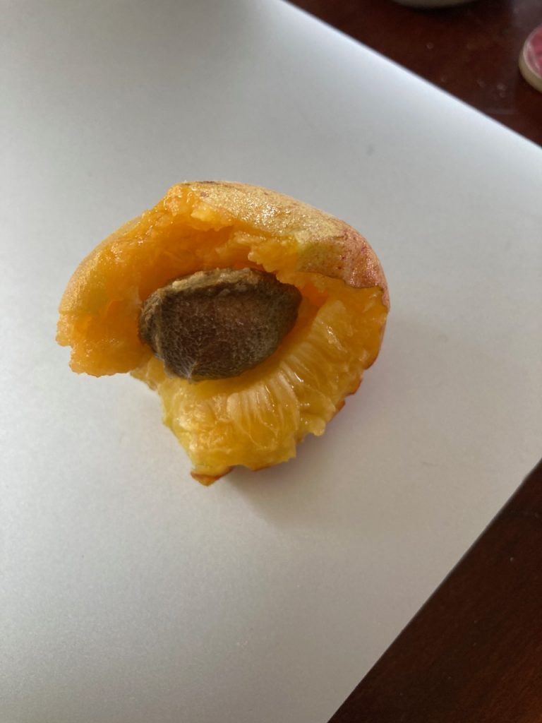 Bitten-into apricot from my tree.