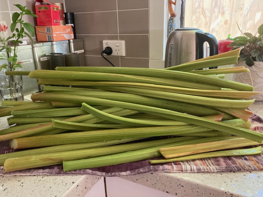 Rhubarb. Lots of it.