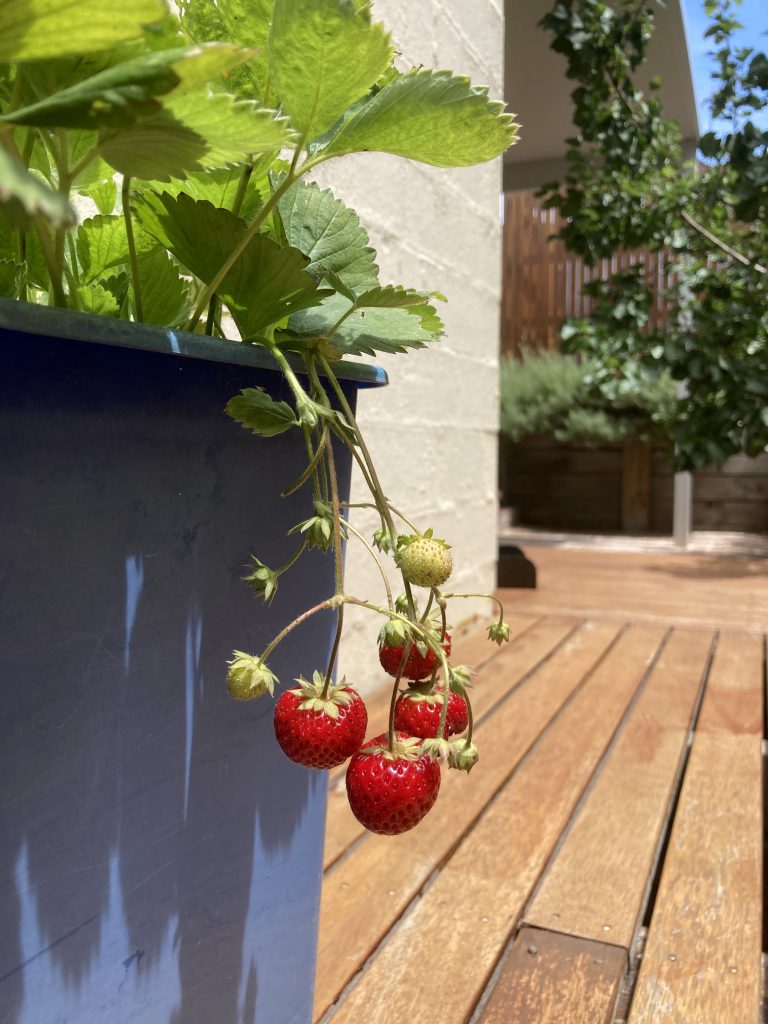 Strawberries hanging free.