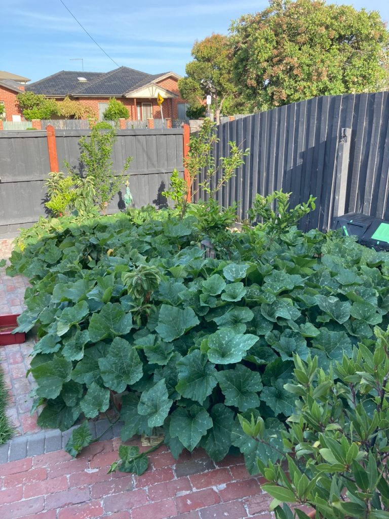 Baby fruit trees swamped by zucchini plants.