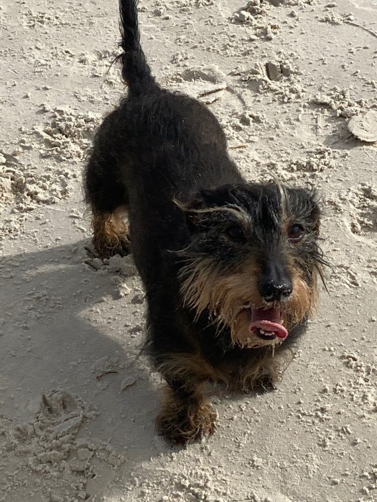 Scout on the sand.