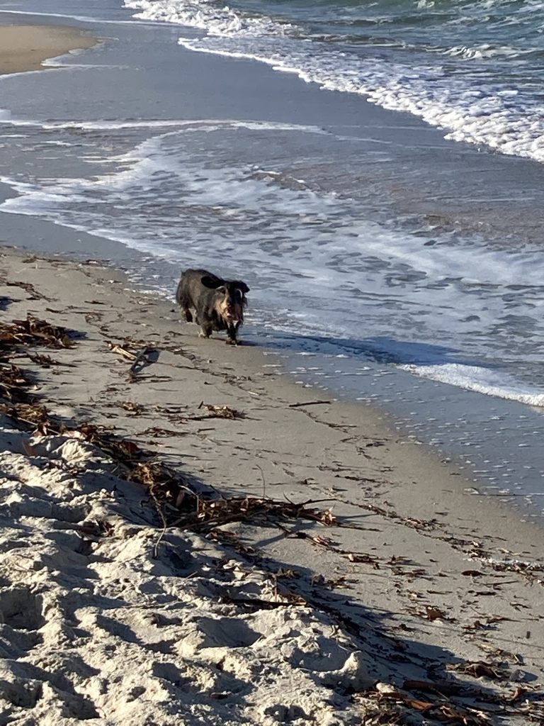 Scout walking along the waterline.