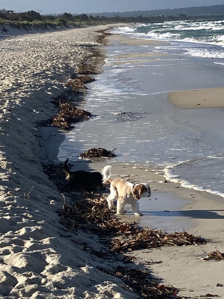 Poppy and Scout at the water's edge.