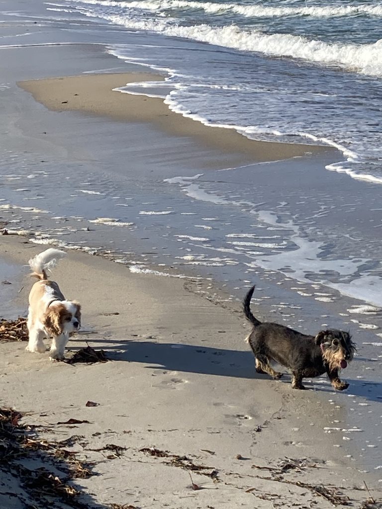 Poppy and Scout enjoying the freedom.