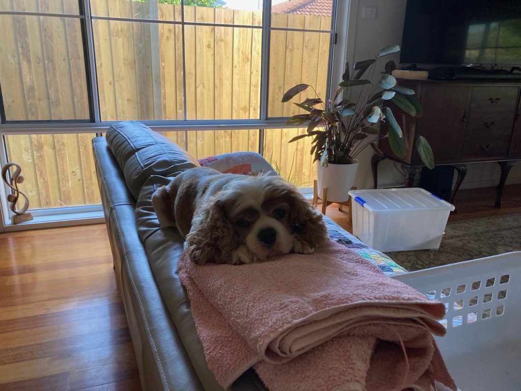 Cavalier on the back of the couch with his head on the clean laundry.