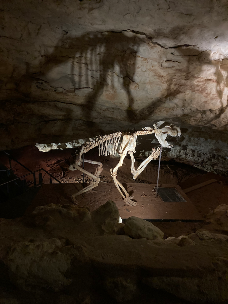 Drop bear skeleton.