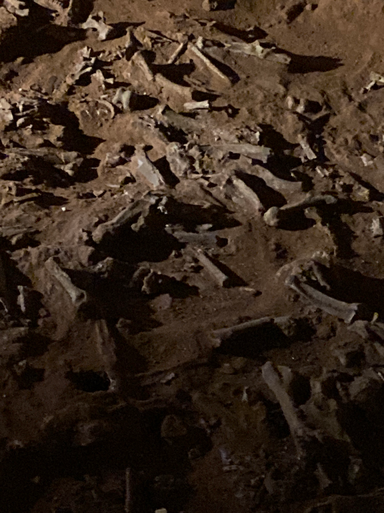 Bones scattered on the cave floor.