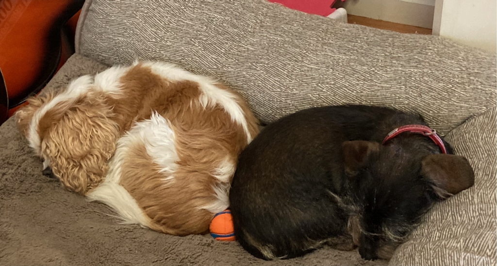 2 dogs sleeping with a ball between them.